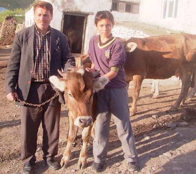 4 Boynuzlu Düve Ailenin Maskotu Oldu